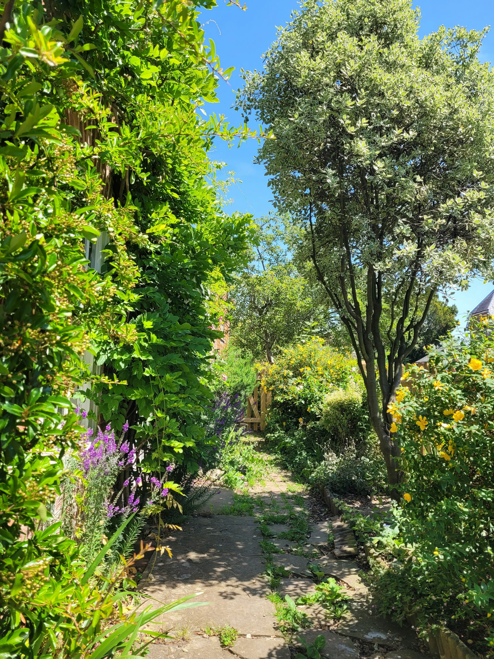 A cottage garden path. Photo by [Christina Boon](https://unsplash.com/@christinaboon) on Unsplash.